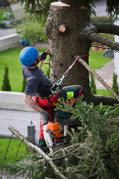 Professional Tree Removal in Waynesboro, TN